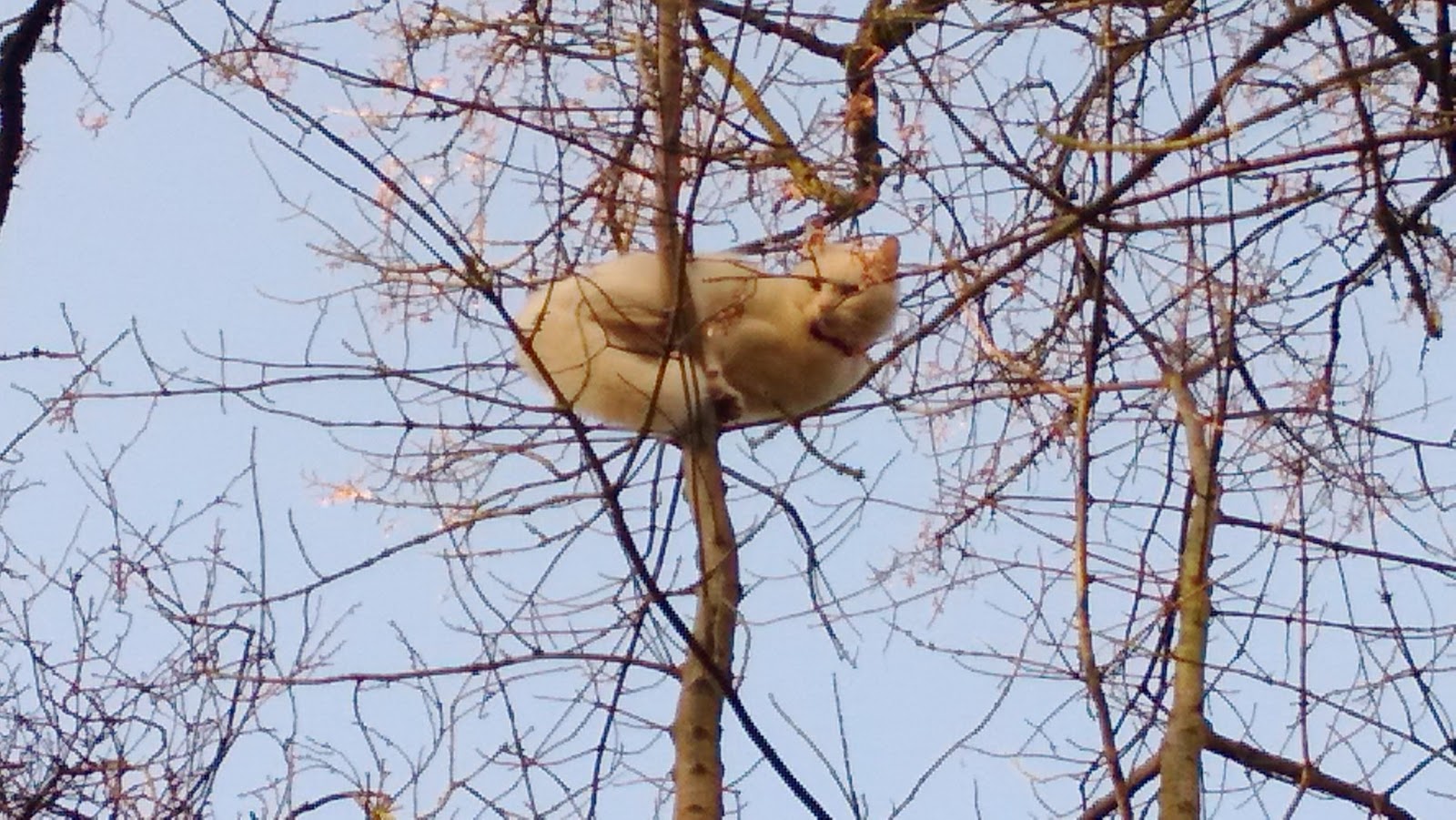 Something Beautiful Everyday Cat stuck in tree
